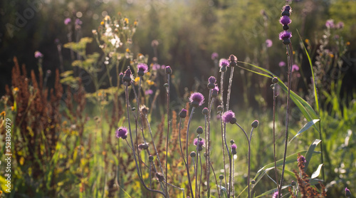 wild flowers on the field © Melinda Nagy