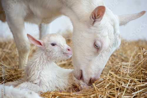 baby goat and mother photo