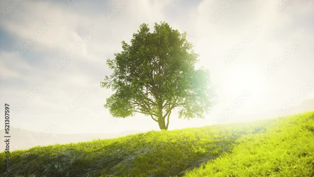 Green tree on a hill on a sunny day in summer