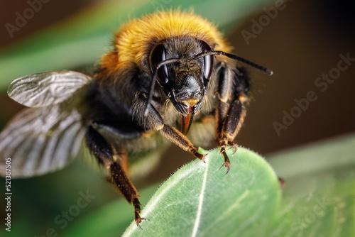 Beautiful vibrant macro close-up of a Bombus terrestris (the buff-tailed bumblebee or large earth bumblebee) on a fresh green leaf in spring in the Lithuania