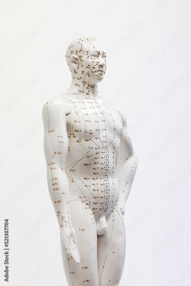 anatomical model with acupuncture chart