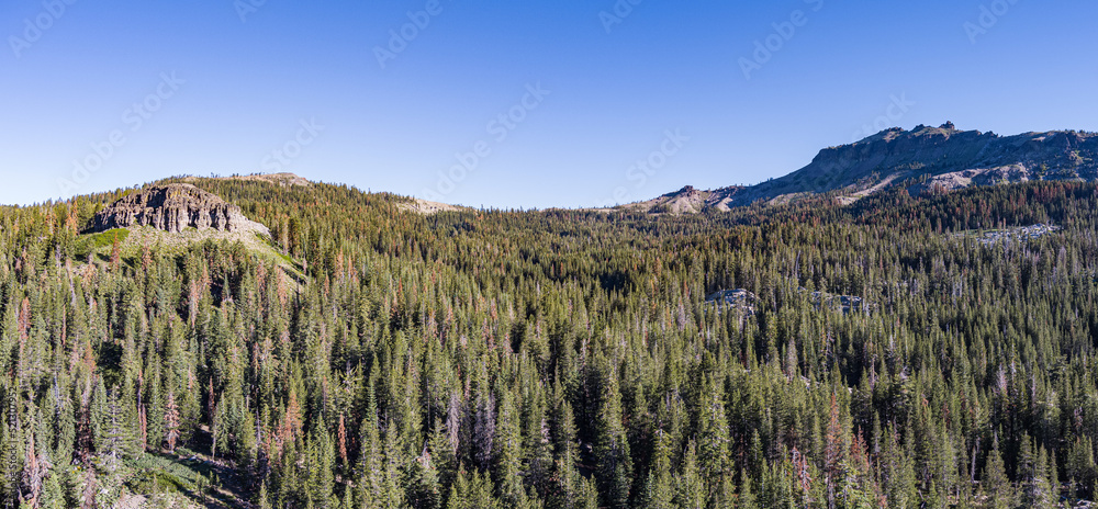 Sea of Trees in California Forest Sea of Trees in California Forest