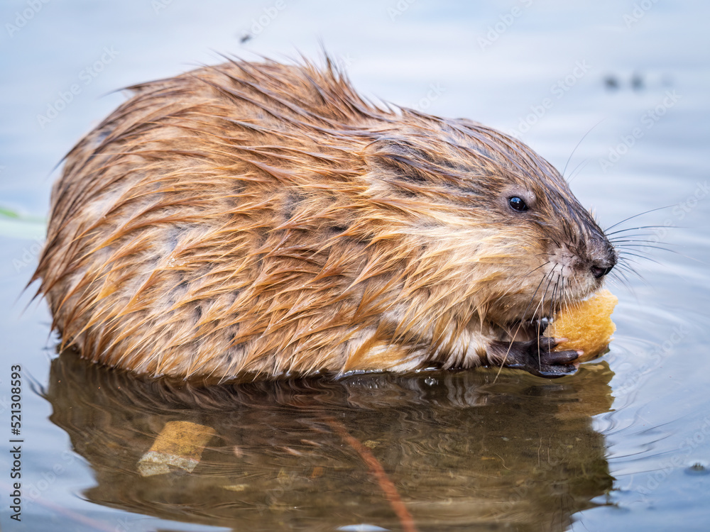 Wild animal Muskrat, Ondatra zibethicuseats, eats on the river bank Wild animal Muskrat, Ondatra zibethicuseats, eats on the river bank
