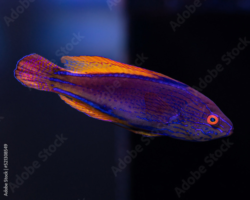 Fototapeta Naklejka Na Ścianę i Meble -  The Lineatus Fairy Wrasse male, Cirrhilabrus lineatus