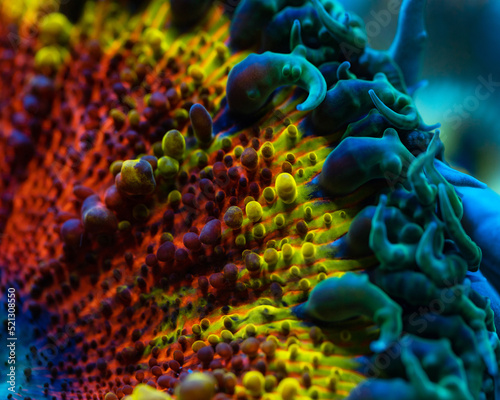 Rockflower Anemone multicolour, macro photo