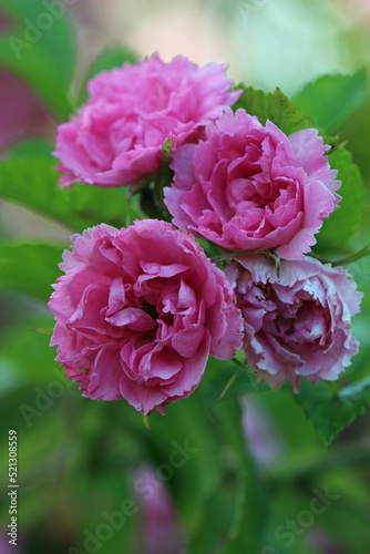 Pink rose flowers in close up