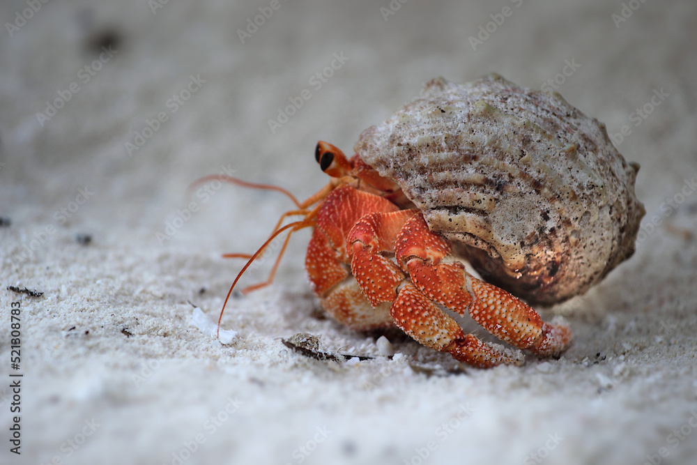 red hermit crab sand beach maldives beach 