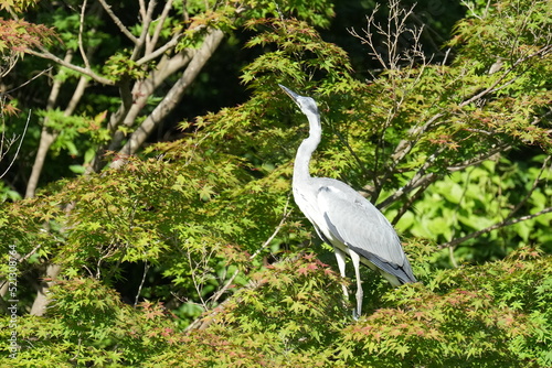 grey heron in a forest