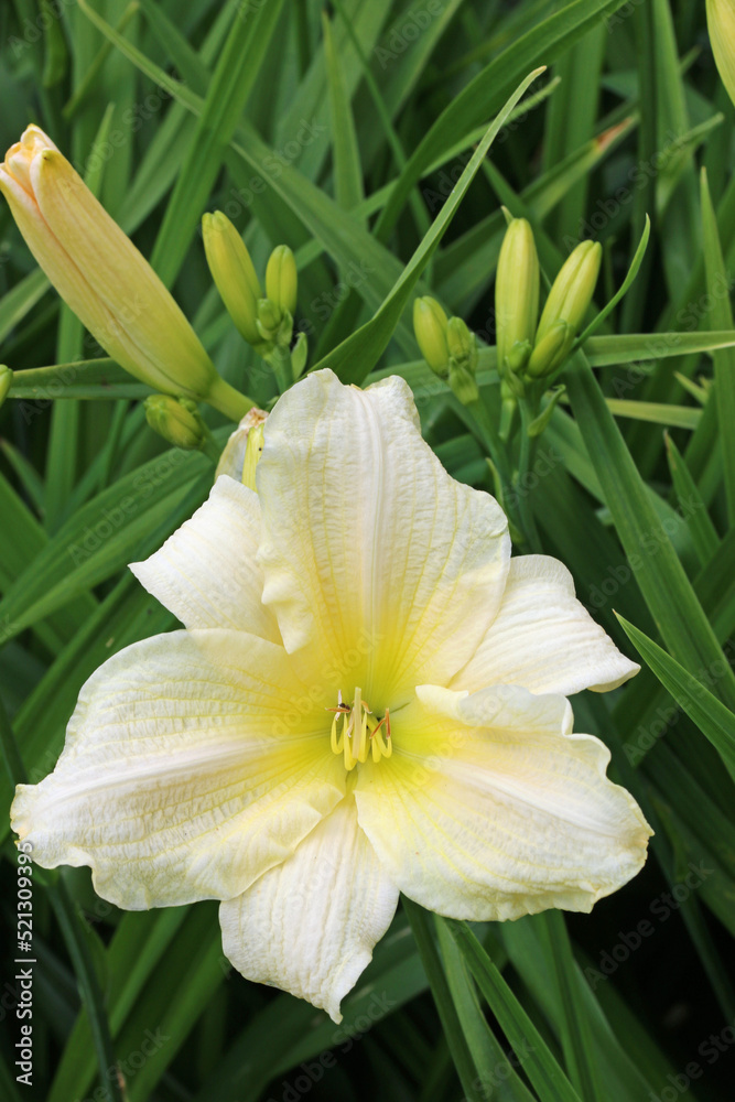 Fototapeta premium White daylily flower in close up