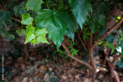 Ivy leaves in the summer garden