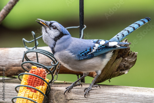 Photographie Blue jay eating corn from backyard feeder