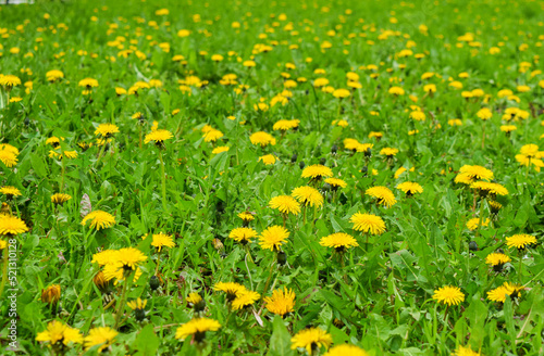 Yellow dandelions in the field in the park in spring