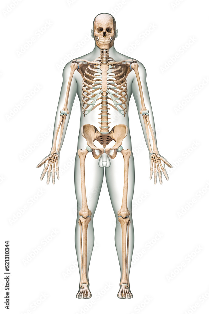 Anterior view of accurate human skeletal system with skeleton bones and adult male body isolated on white background 3D rendering illustration. Anatomy, medical, science, osteology concept.