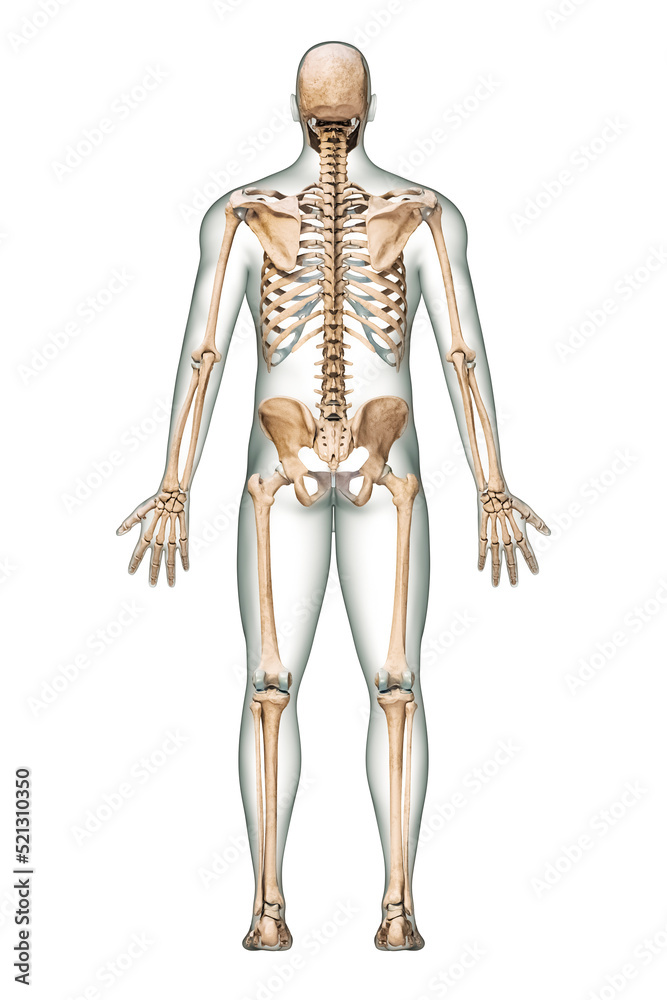 Illustrazione Stock Posterior or back view of accurate human skeletal system  with skeleton bones and adult male body isolated on white background 3D  rendering illustration. Anatomy, medical, science, osteology concept. |  Adobe