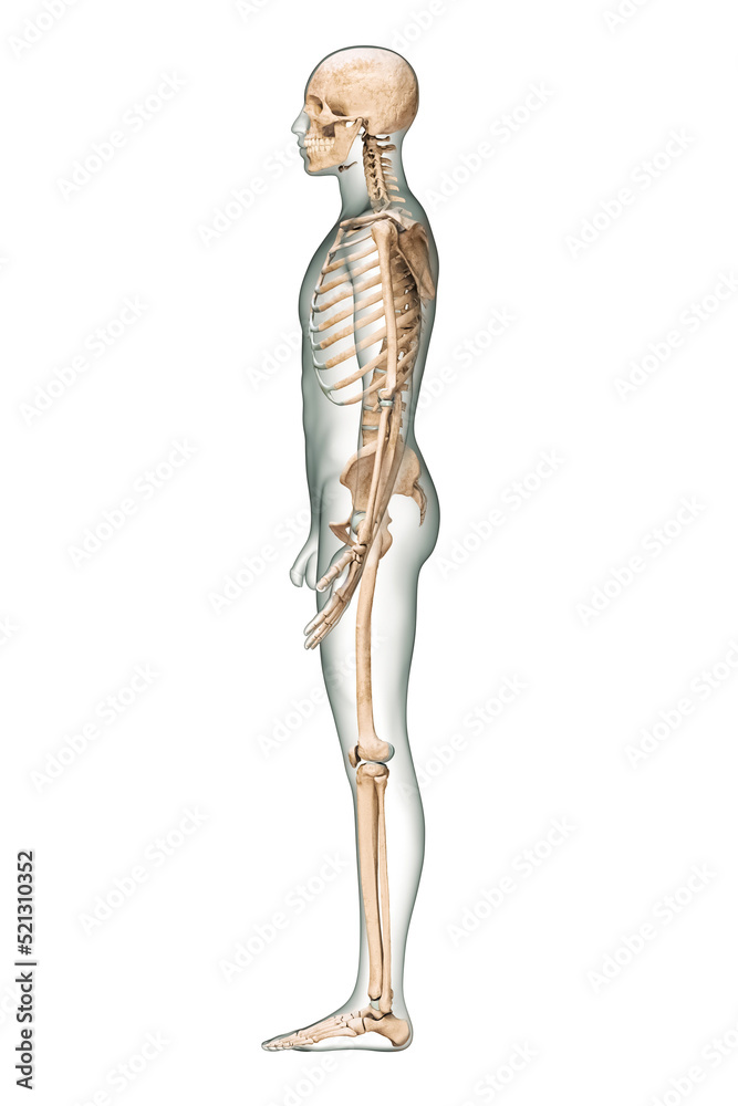 Labeled Skeletal System Diagram | Human skeletal system, Skeletal system, Human  skeleton