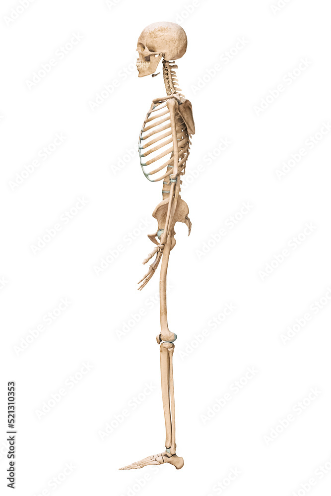 Lateral or profile view of accurate human skeletal system with skeleton bones of adult male isolated on white background 3D rendering illustration. Anatomy, medical, science, osteology concept.