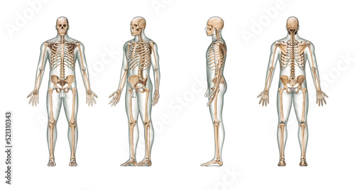 Accurate human skeletal system with adult male skeleton and body on white background 3D rendering illustration. Anterior, lateral and posterior view. Anatomy, medical, osteology, science concept.