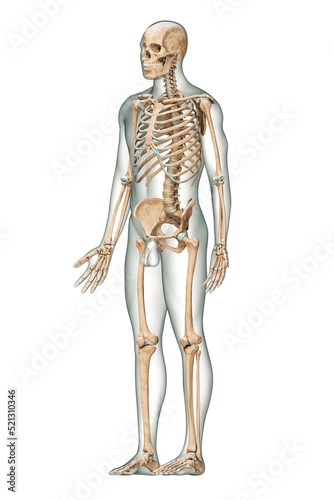 Anterior three_quarter view of accurate human skeletal system with skeleton bones and adult male body isolated on white background 3D rendering illustration. Anatomy, medical, osteology concept.