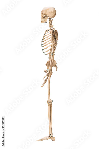 Lateral or profile view of accurate human skeletal system with skeleton bones of adult male isolated on white background 3D rendering illustration. Anatomy, medical, science, osteology concept.