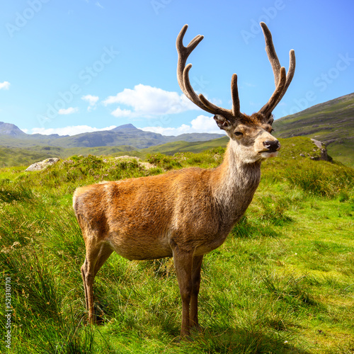 Red Deer stag in the Highlands of Scotland.