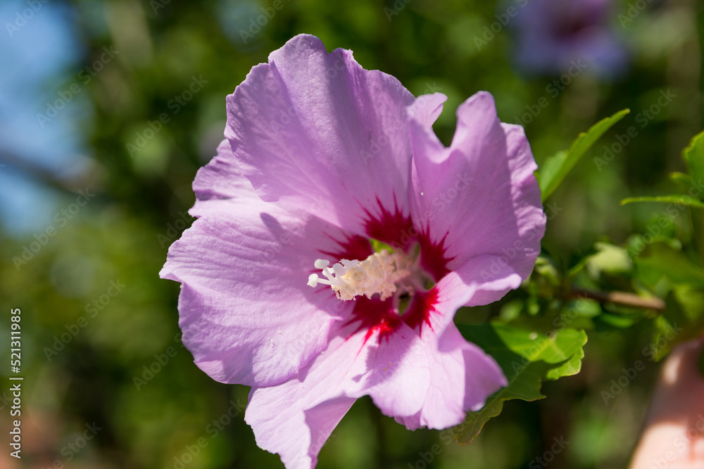 Single purple flower Hibiscus Syriacus The Rose of Sharon in bloom on a sunny summer day. Natural background concept. Close up, selective focus Single purple flower Hibiscus Syriacus The Rose of Sharon in bloom on a sunny summer day. Natural background concept. Close up, selective focus