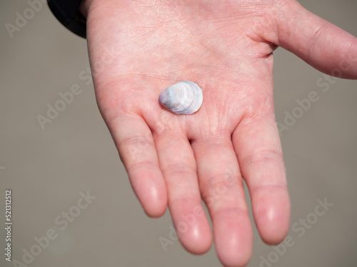 person holding a shell
