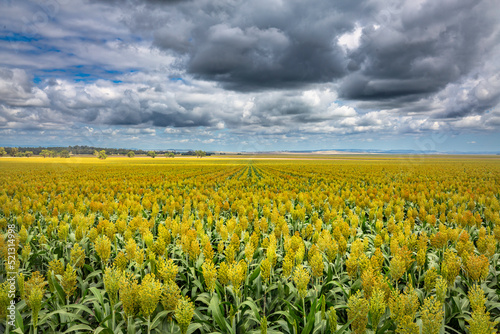 Sorghum crop