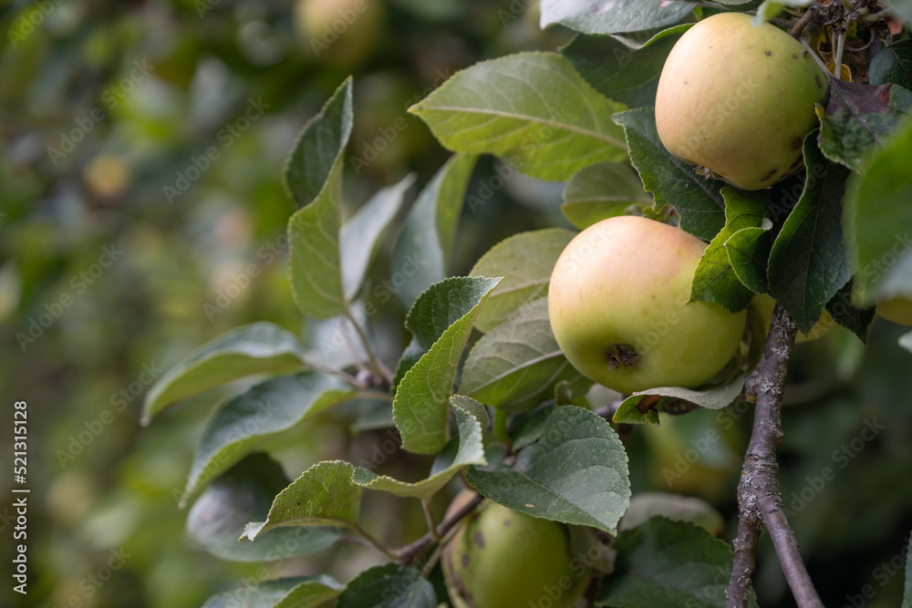 Pommes en maturation sur la branche d'un arbre Pommes en maturation sur la branche d'un arbre