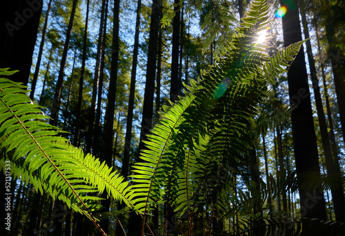 Pacific Northwest Forest Ferns. A sun flare through ferns in a temperate rainforest of the Pacific Northwest.