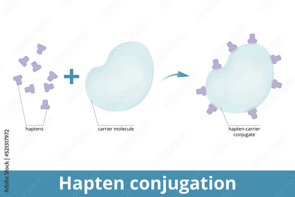 Hapten conjugation. Haptens are small molecules that elicit an immune
