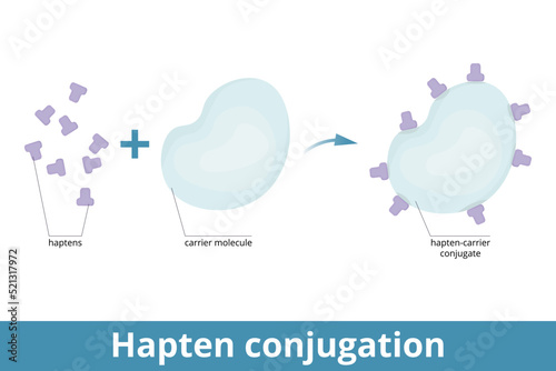 Hapten conjugation. Haptens are small molecules that elicit an immune response when attached to a large carrier (protein). Formation of immunogenic carrier proteins.