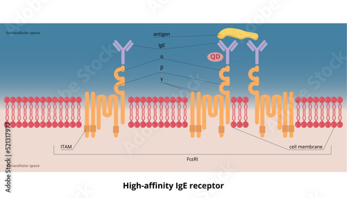 High-affinity IgE receptor. High-affinity receptor (FcεRI) for the Fc region of immunoglobulin E (IgE), an antibody isotype involved in the allergy disorder and parasites immunity.