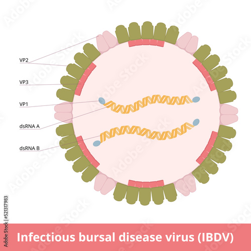 Infectious bursal disease virus (IBDV). Highly contagious disease of young chickens and turkeys causes immunosuppression. Viral cell with double-stranded RNA, capsid, and proteins.