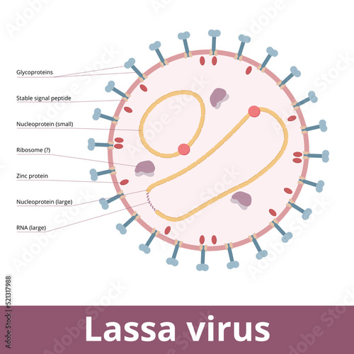 Lassa mammarenavirus. Lassa viruses are enveloped, single-stranded RNA viruses and cause Lassa hemorrhagic fever. Viral cell with glycoproteins, zinc proteins, RNA strands, and peptides.