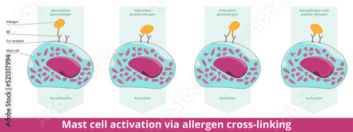 Mast cell activation via allergen cross-linking.	Histamine is released via two different epitopes bounded by IgE antibodies (mono- or polyvalent glycoallergen, protein allergen, peptide epitopes). photo