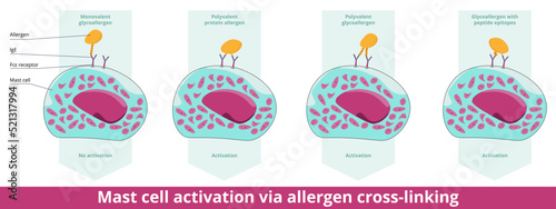Mast cell activation via allergen cross-linking.	Histamine is released via two different epitopes bounded by IgE antibodies (mono- or polyvalent glycoallergen, protein allergen, peptide epitopes).