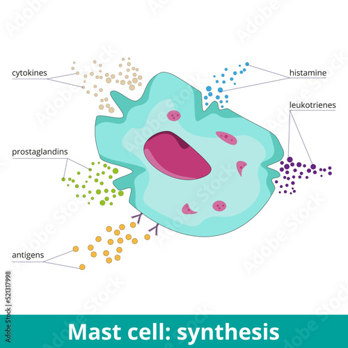 Mast cell: synthesis. Due to antigen activation, mast cells produce prostaglandins, leukotrienes, histamine, and cytokines. Visualization of mast cell products during an allergic reaction. photo