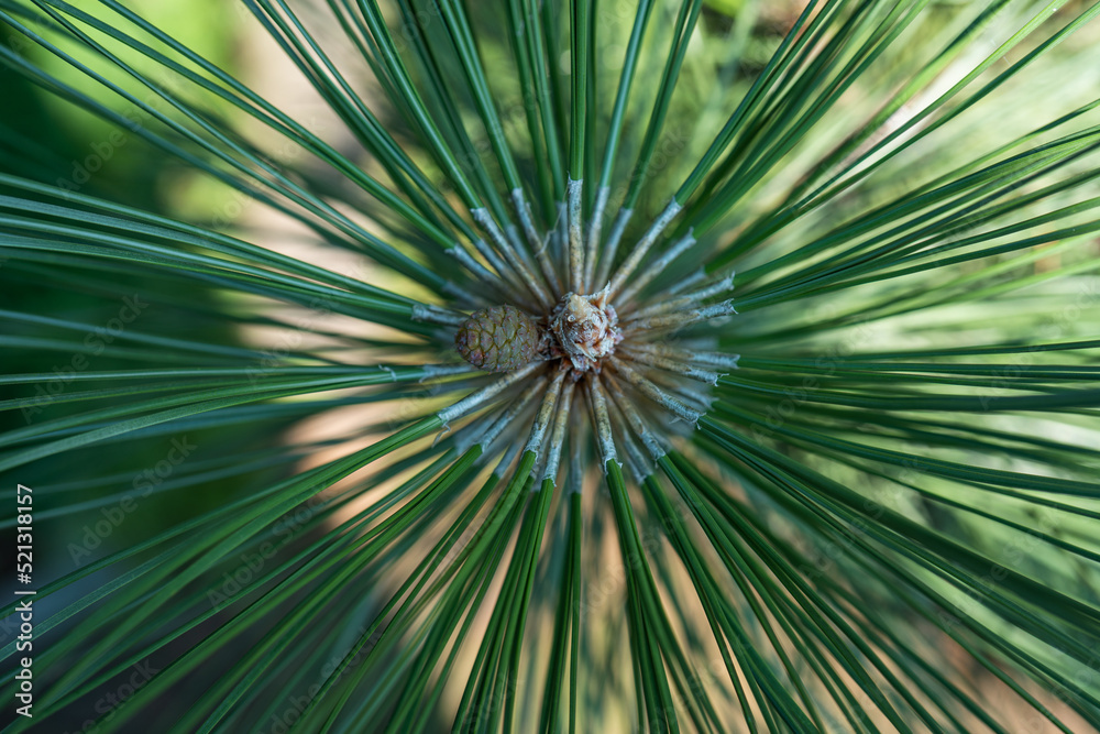 Obraz premium Coniferous tree cone on a branch close-up. Small pine cone and resin drop in sunlight, top view, natural beauty of nature, long green needles in sunlight, nature background, christmas