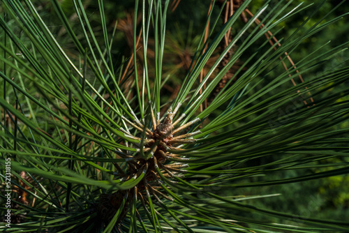 Coniferous tree cone on a branch close-up. Small pine cone and resin drop in sunlight, top view, natural beauty of nature, long green needles in sunlight, nature background, christmas
