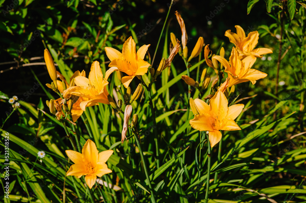 Yellow daylily flower blooms in the garden. Photography of nature. Yellow daylily flower blooms in the garden. Photography of nature.