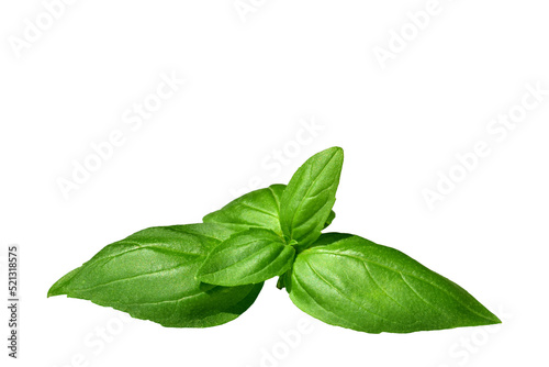 Fotografiet Green basil sprig isolated cutout
