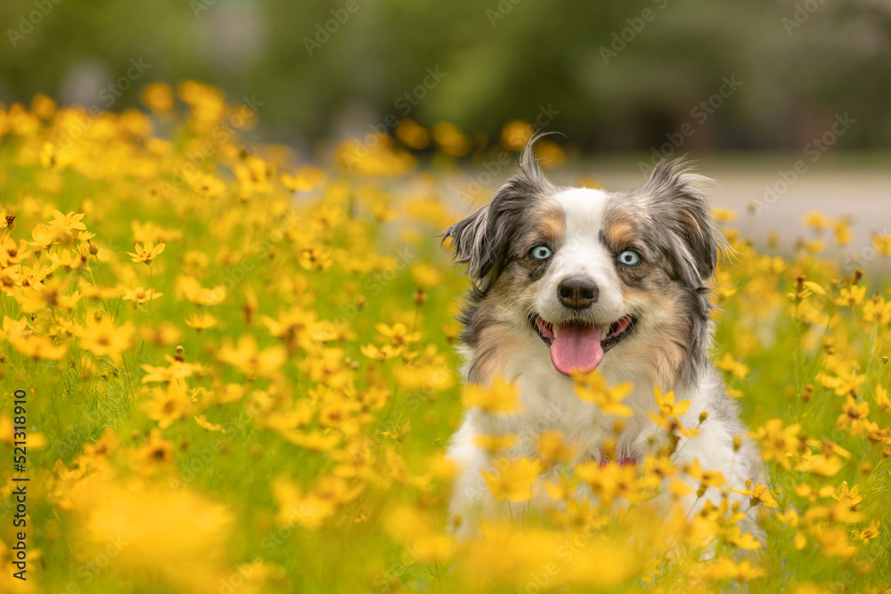 beautiful blue eyed mini aussie sitting in field of yellow flowers - gorgeous cute blue merle miniature australian shepherd dog smiling with tongue out