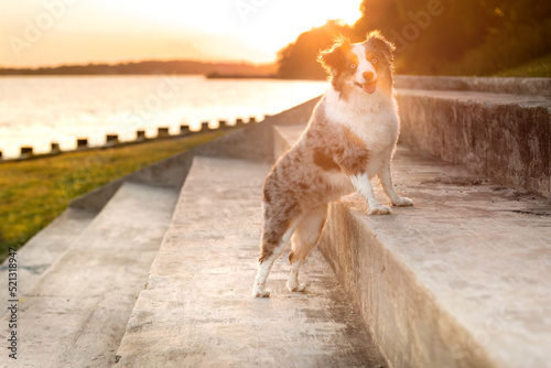 Canvas Print beautiful blue eyed mini aussie with sunrays at golden hour - gorgeous blue merl