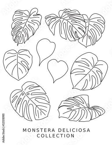 Monstera Deliciosa Vector Set Line Art Outline