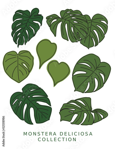 Monstera Deliciosa Leaves with Fenestrations and Color