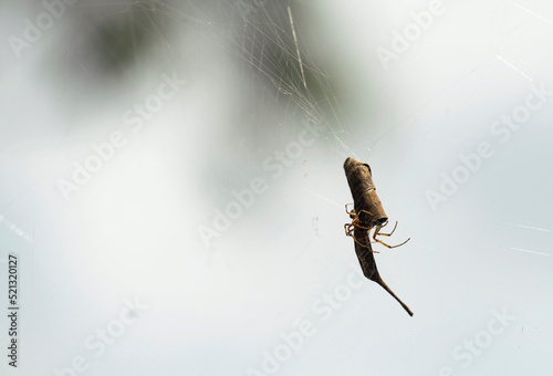 Australian Garden Orb Weaver Spider (Argiope catenulata) photo