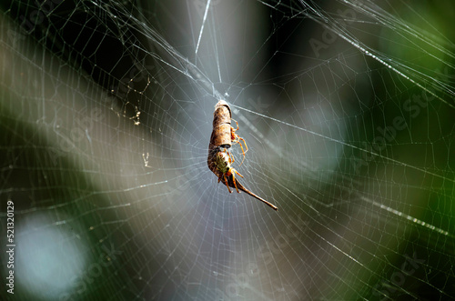 Australian Garden Orb Weaver Spider (Argiope catenulata) photo