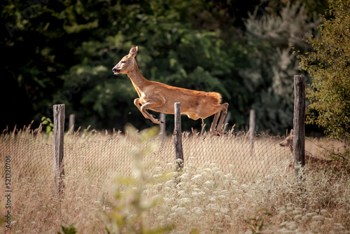 Selective blur on a female deer jumping off a fence in the middle of fields in the Suboticka Pescara, the sandlands of Subotica, Serbia, in summer. Deers, or Jelen, are mammals part of Cervidae family photo