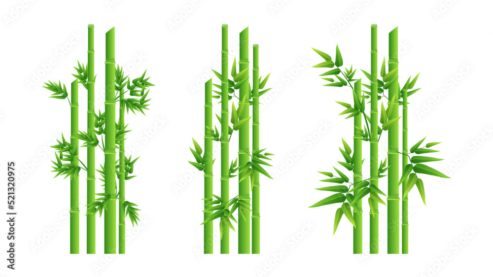 Obraz premium Bamboo trees element collections vector illustration