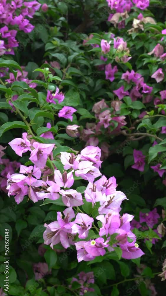 Vertical video of blooming bougainvillea flowers. Spring concept.